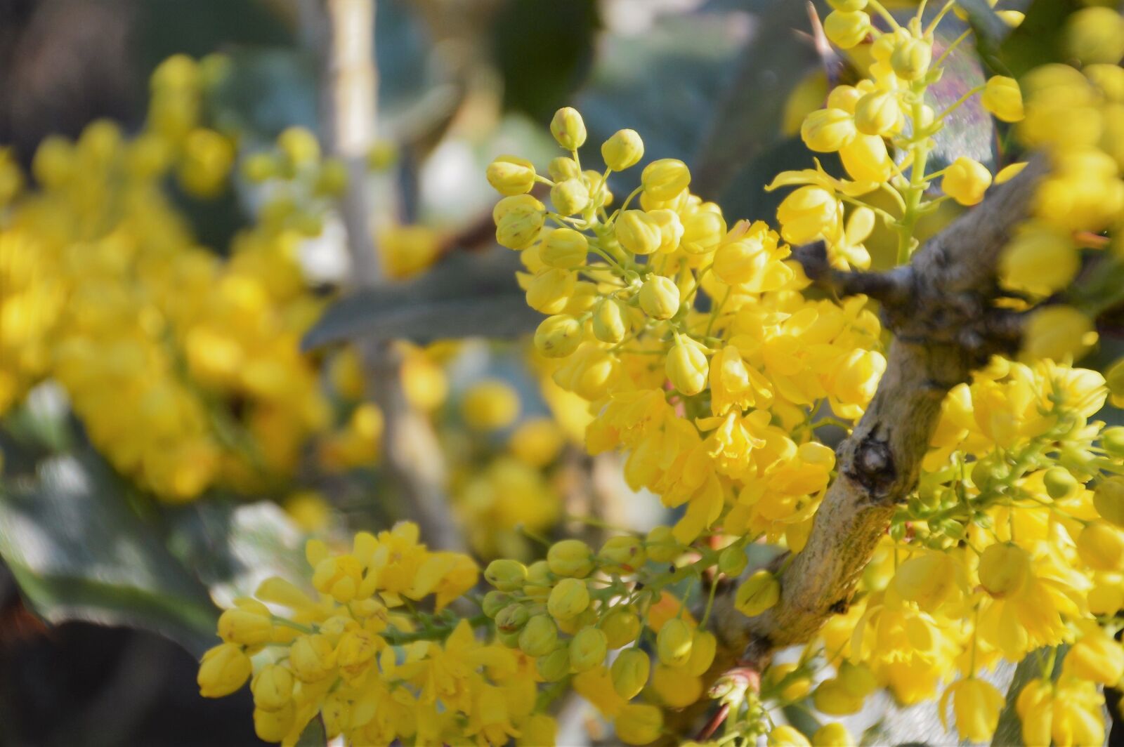 Nikon D3200 sample photo. Mahonia, shrub, berries photography