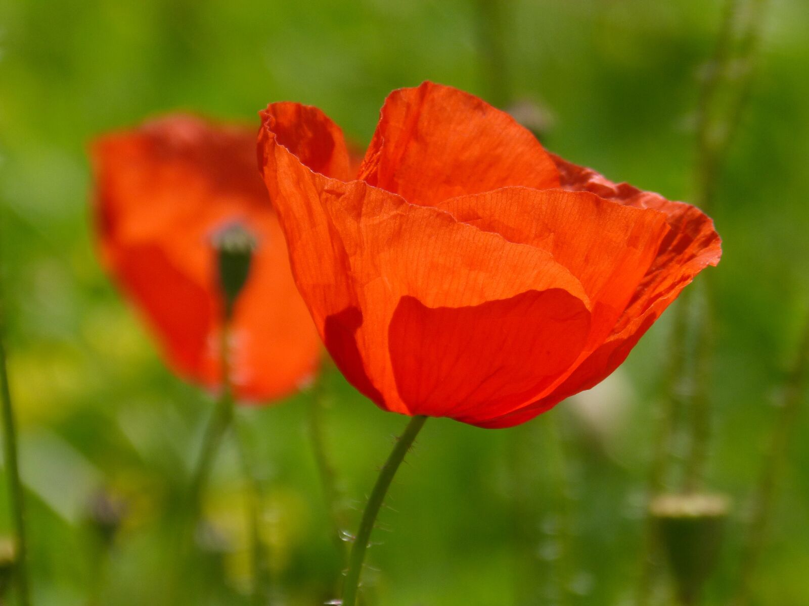 Panasonic DMC-FZ62 sample photo. Poppy, ababol, translucent photography