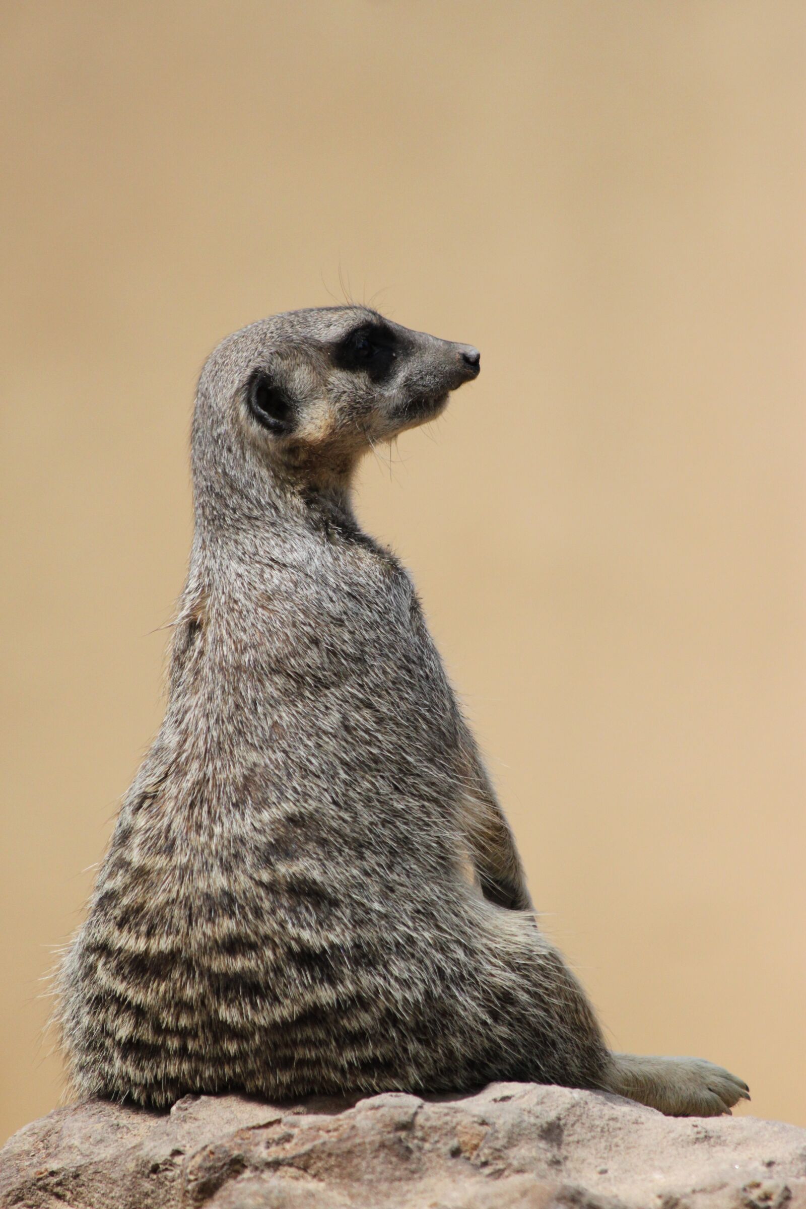 Canon EOS 500D (EOS Rebel T1i / EOS Kiss X3) sample photo. Meerkat, suricate, wildlife photography
