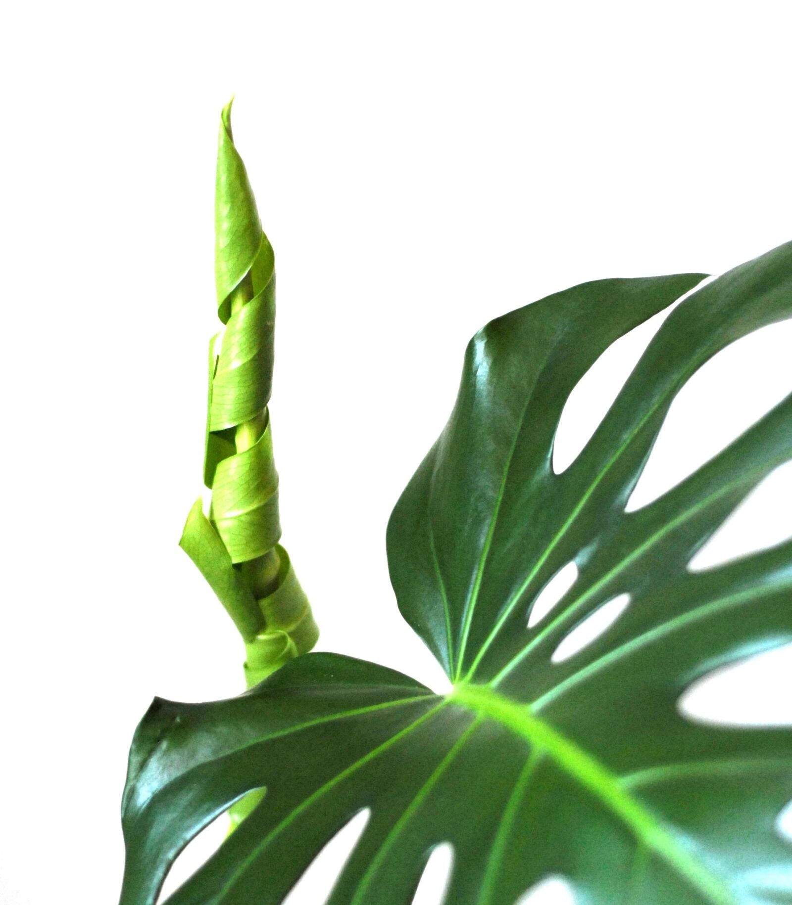 Nikon D200 sample photo. Plant, philodendron, new leaf photography
