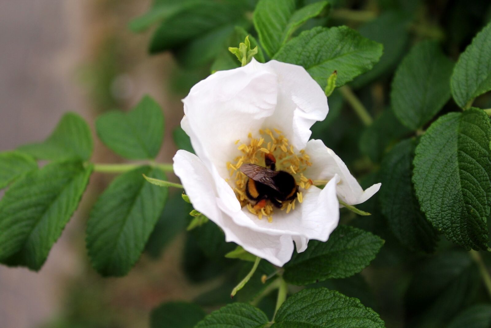 Canon EOS 1200D (EOS Rebel T5 / EOS Kiss X70 / EOS Hi) sample photo. Bee, flower, pollen photography