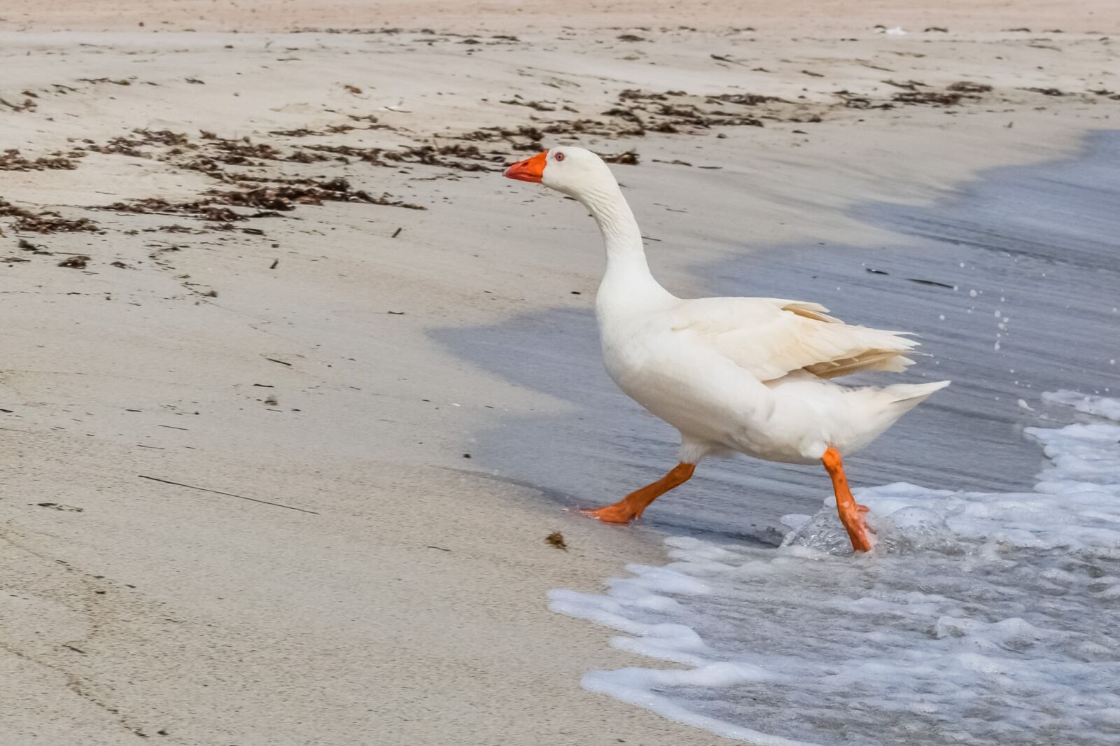 Nikon D3300 sample photo. Goose, swimming, sea photography