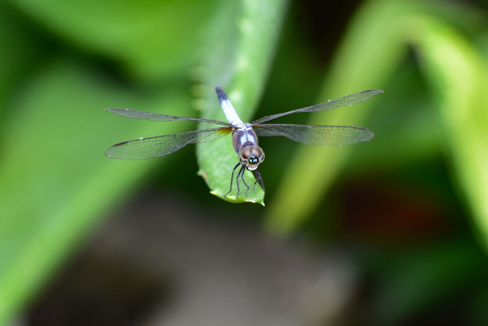Nikon D3400 sample photo. Dragonfly, nature, insect photography