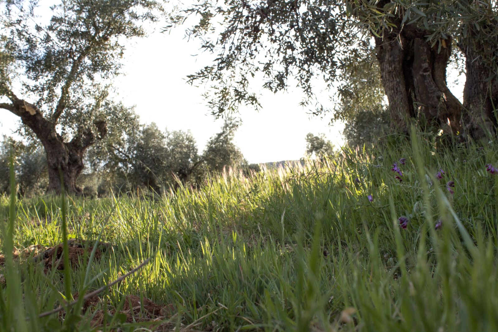 Canon EOS 1300D (EOS Rebel T6 / EOS Kiss X80) sample photo. Olive trees, field, landscape photography