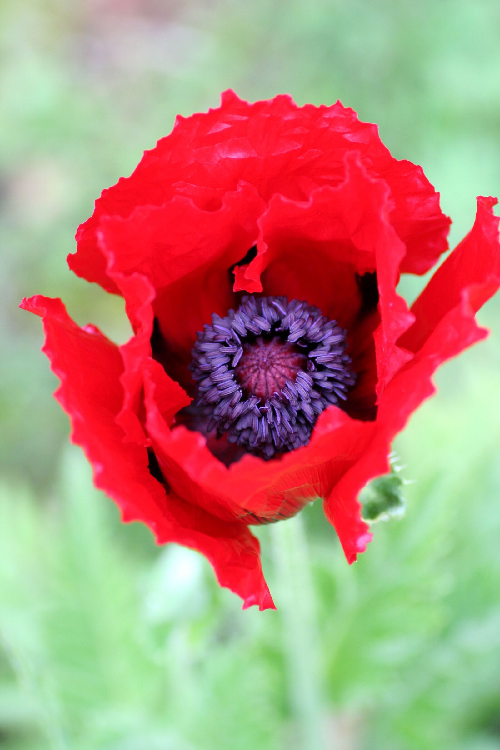 Canon EOS 350D (EOS Digital Rebel XT / EOS Kiss Digital N) sample photo. Flower, poppy, red photography