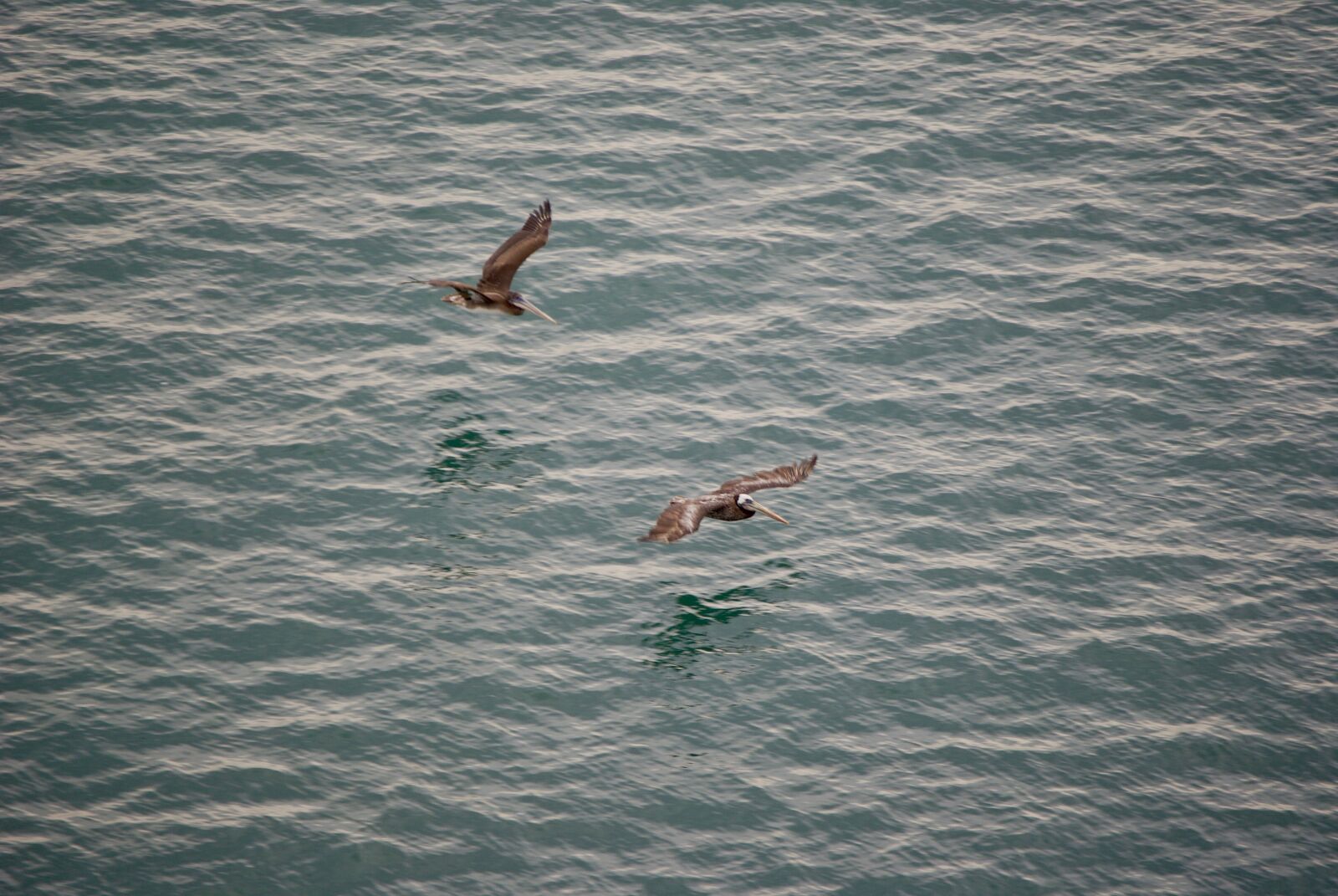 Nikon D3000 sample photo. Birds, sea, ocean photography