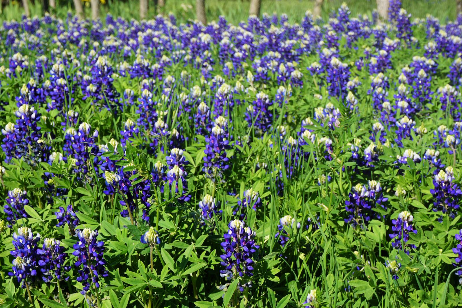Sony a6000 sample photo. Beautiful, flowers, bluebonnets, field photography