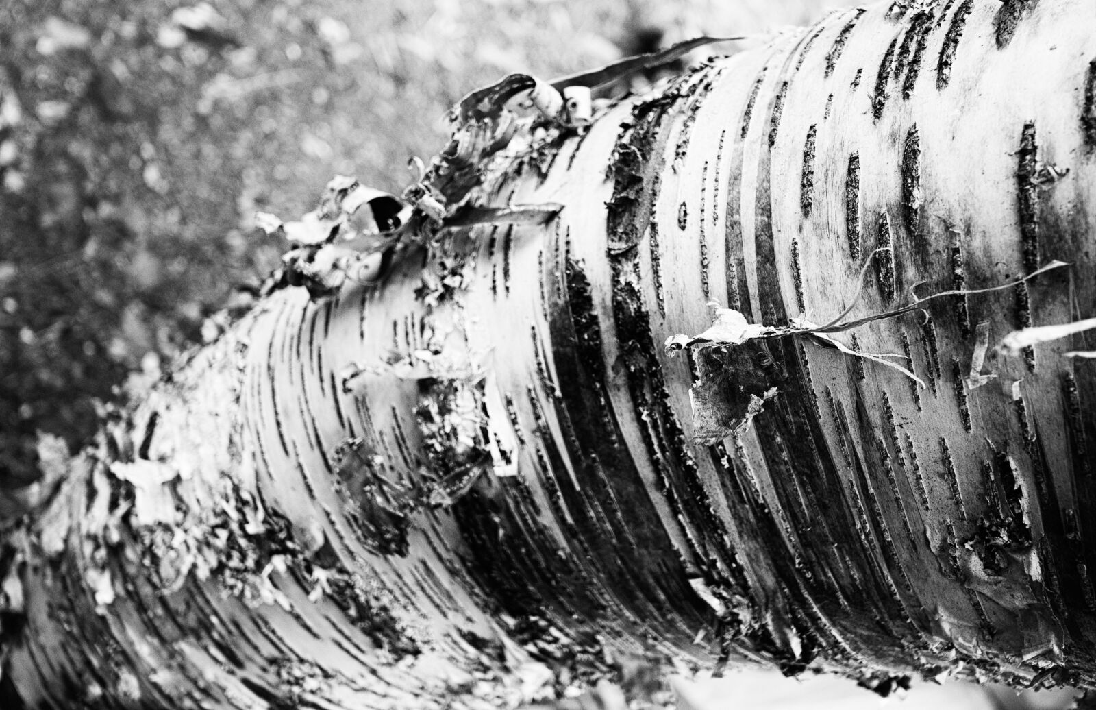 Nikon D80 sample photo. Tree, bark, tree trunk photography