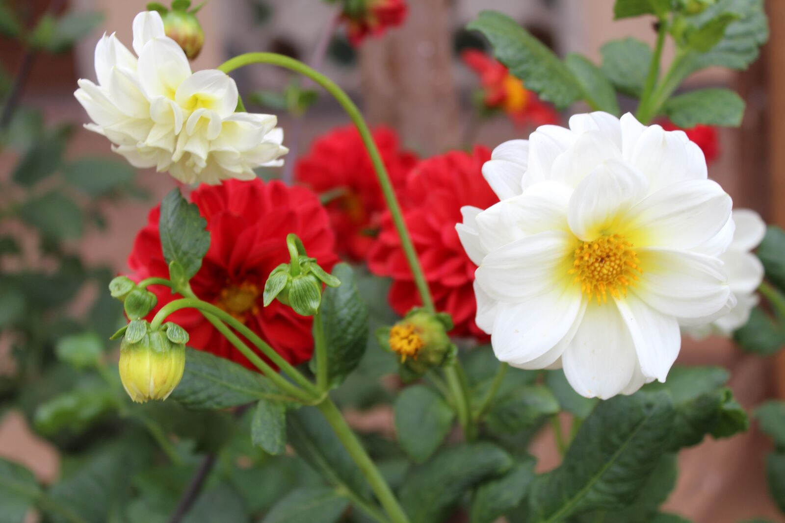 Canon EF-S 18-55mm F3.5-5.6 III sample photo. Roses, flowers, nature photography