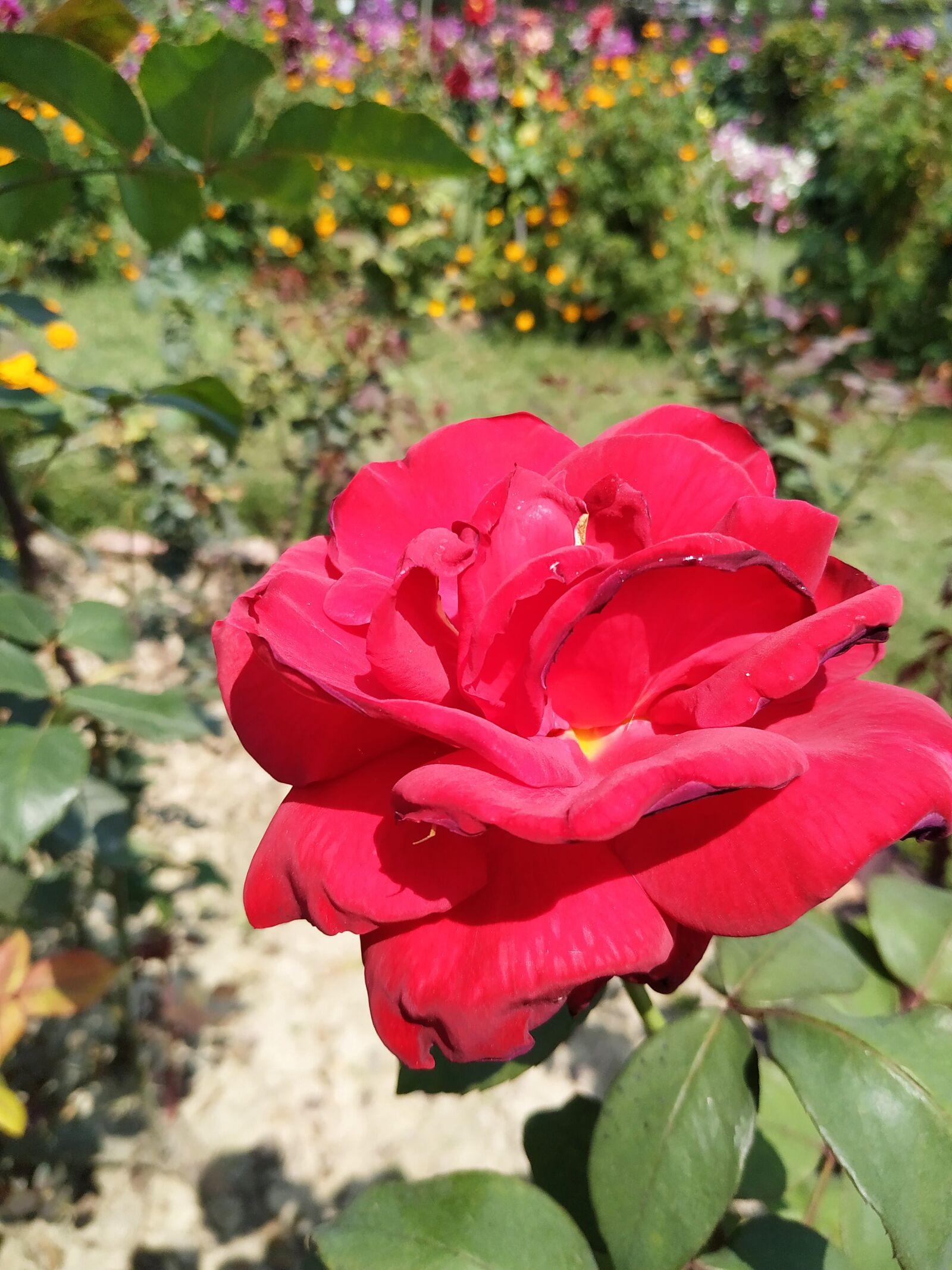 Xiaomi Redmi Note 6 Pro sample photo. Rose, plant, background photography