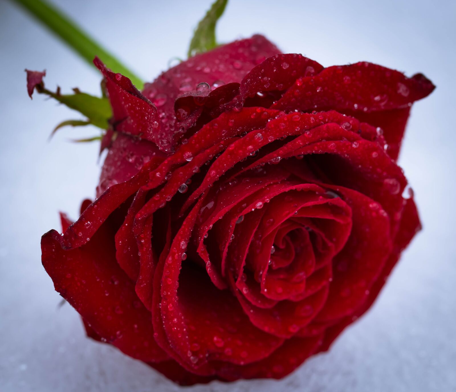 Canon EF 100mm F2.8L Macro IS USM sample photo. Rose, flower, love photography