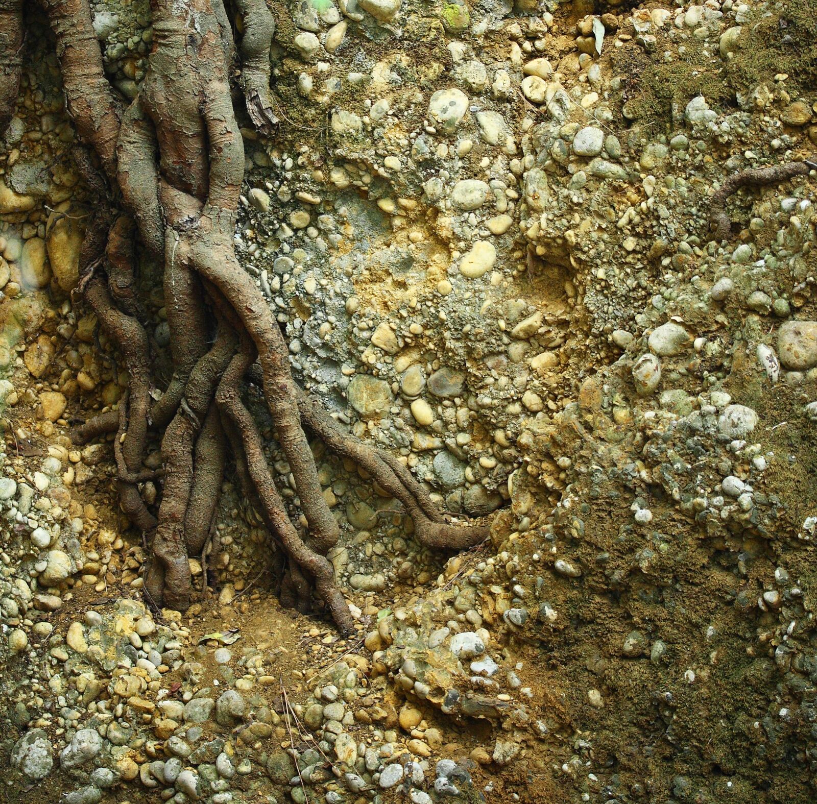 Canon EOS 40D sample photo. Tree, nature, root photography