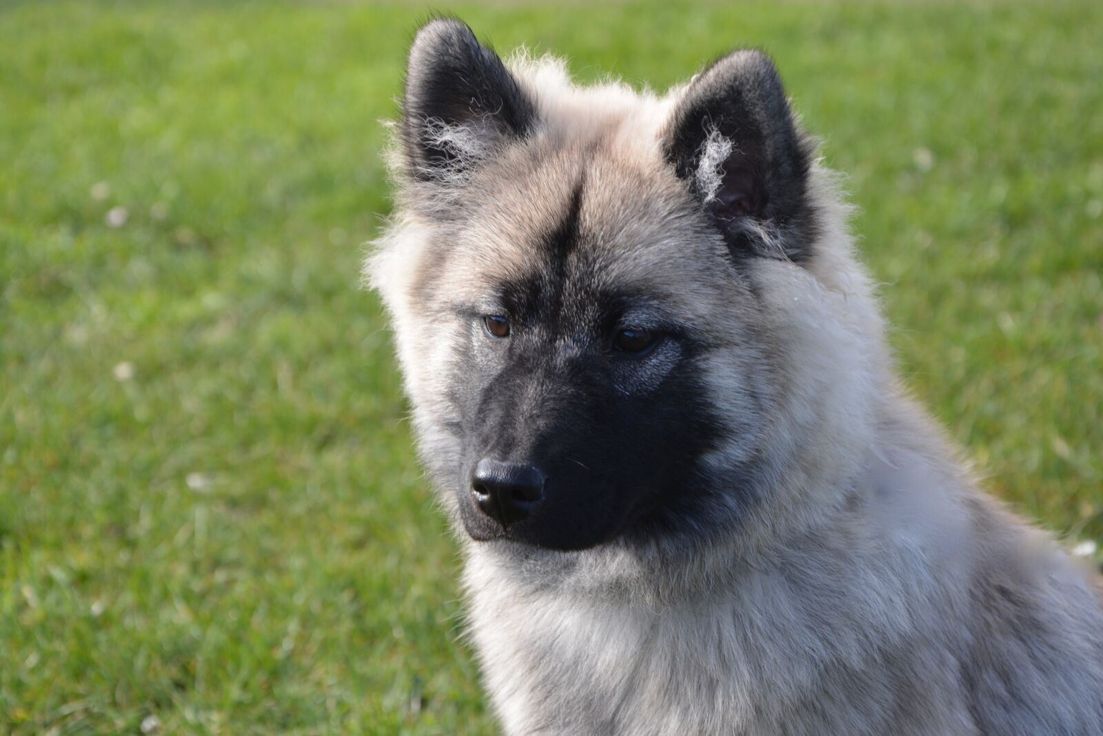 Nikon D5200 sample photo. Dog, bitch nova, dog photography