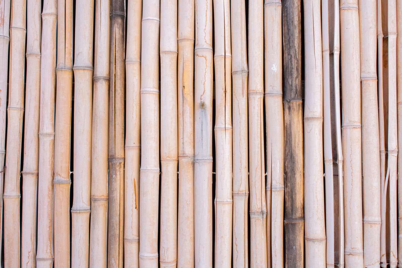 Nikon D7200 sample photo. Bamboo, cane, fence photography