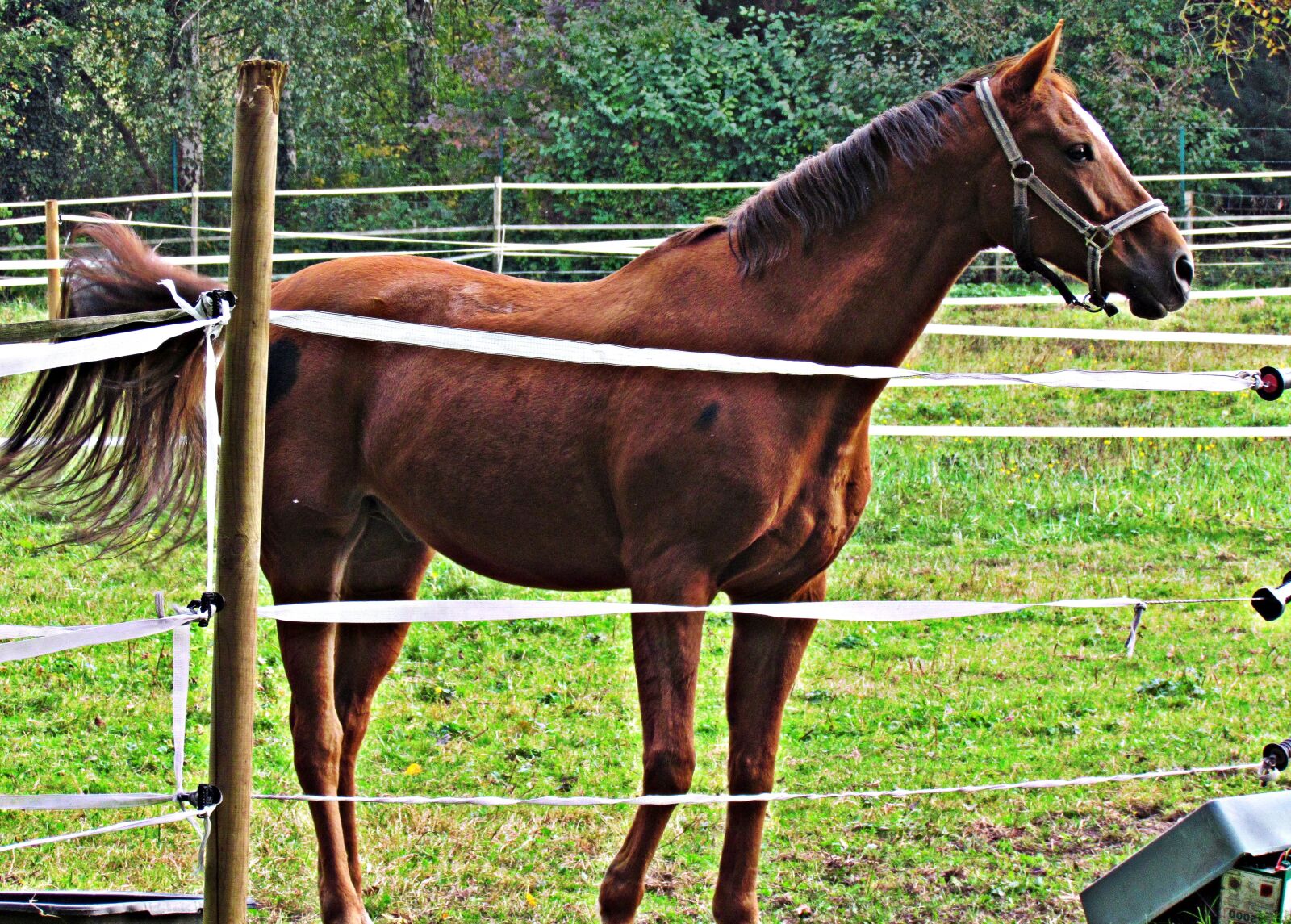Canon PowerShot SX30 IS sample photo. The horse, pen, the photography