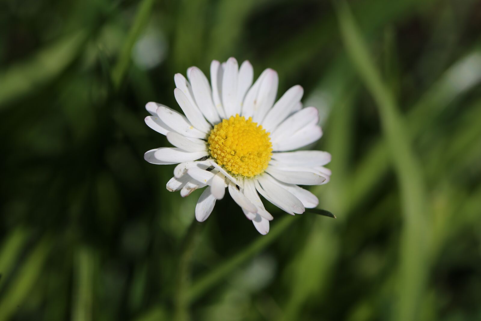 Canon EF 100mm F2.8L Macro IS USM sample photo. Flower, blossom, bloom photography