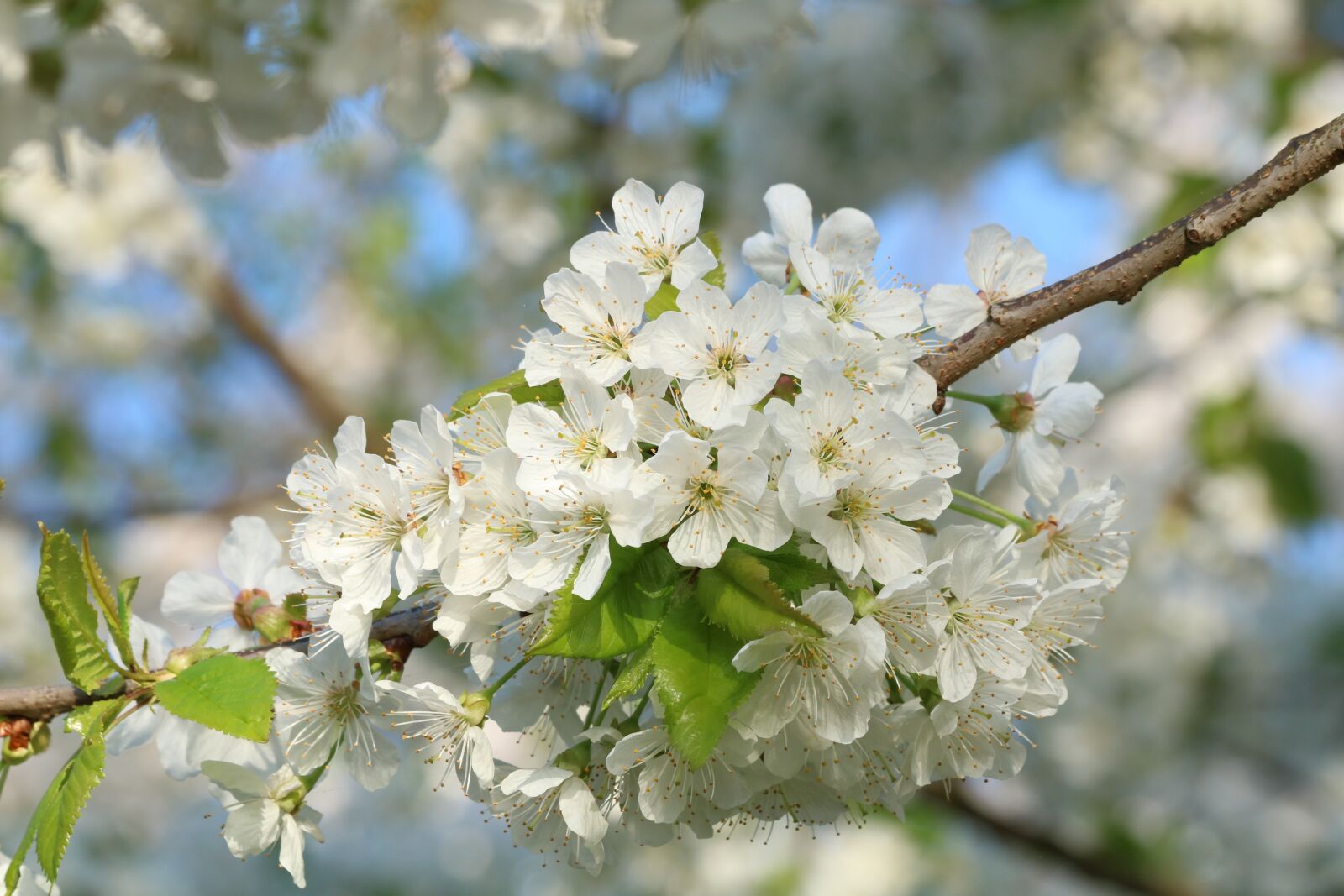 Canon EF 70-300mm F4-5.6 IS USM sample photo. White flowers, blossoming cherry photography