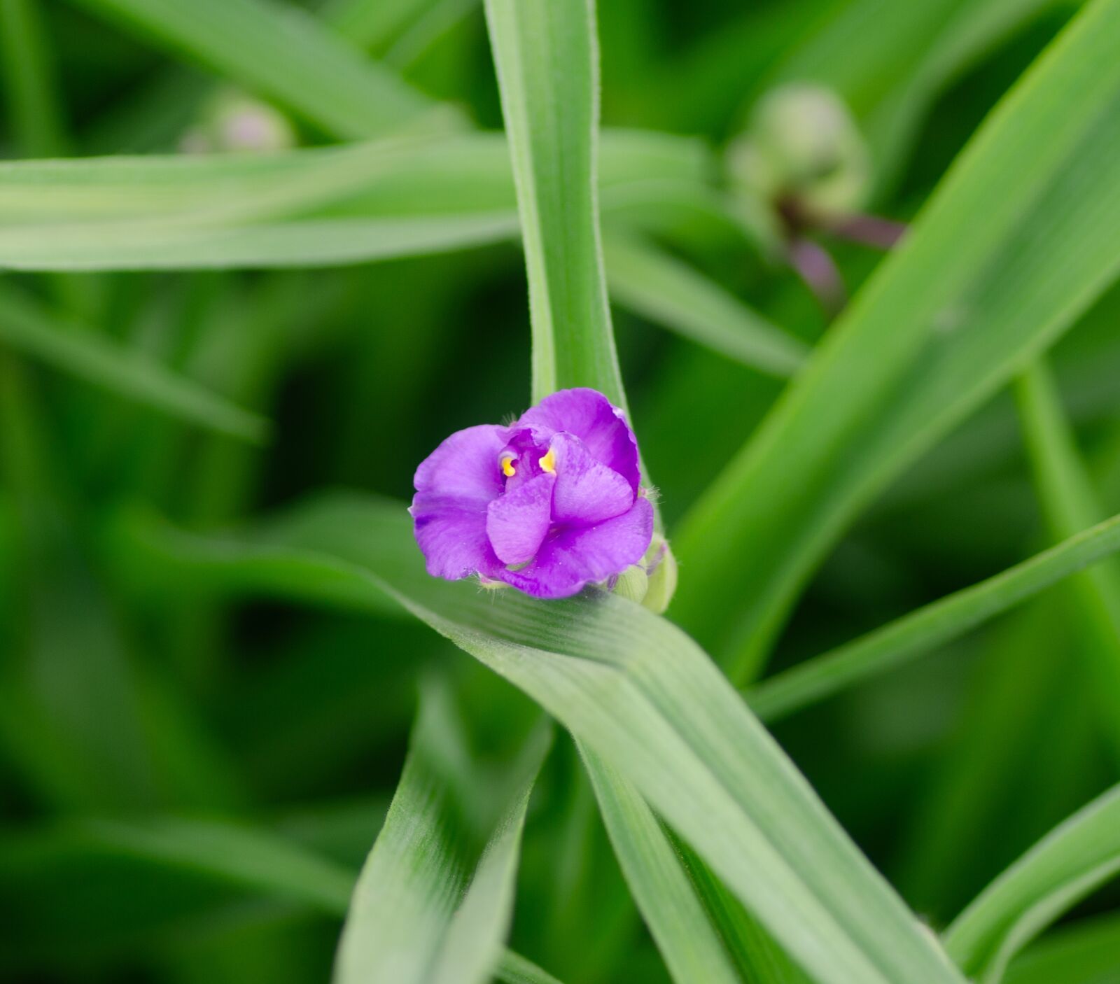 Nikon D7000 sample photo
