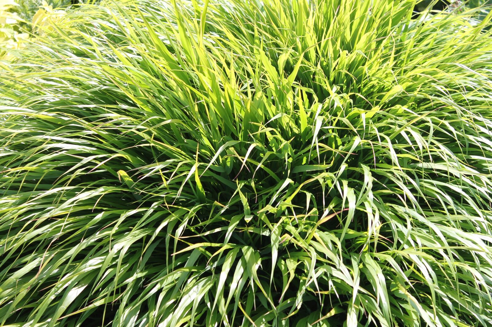 Canon EOS 1100D (EOS Rebel T3 / EOS Kiss X50) sample photo. Grass, green, plans photography