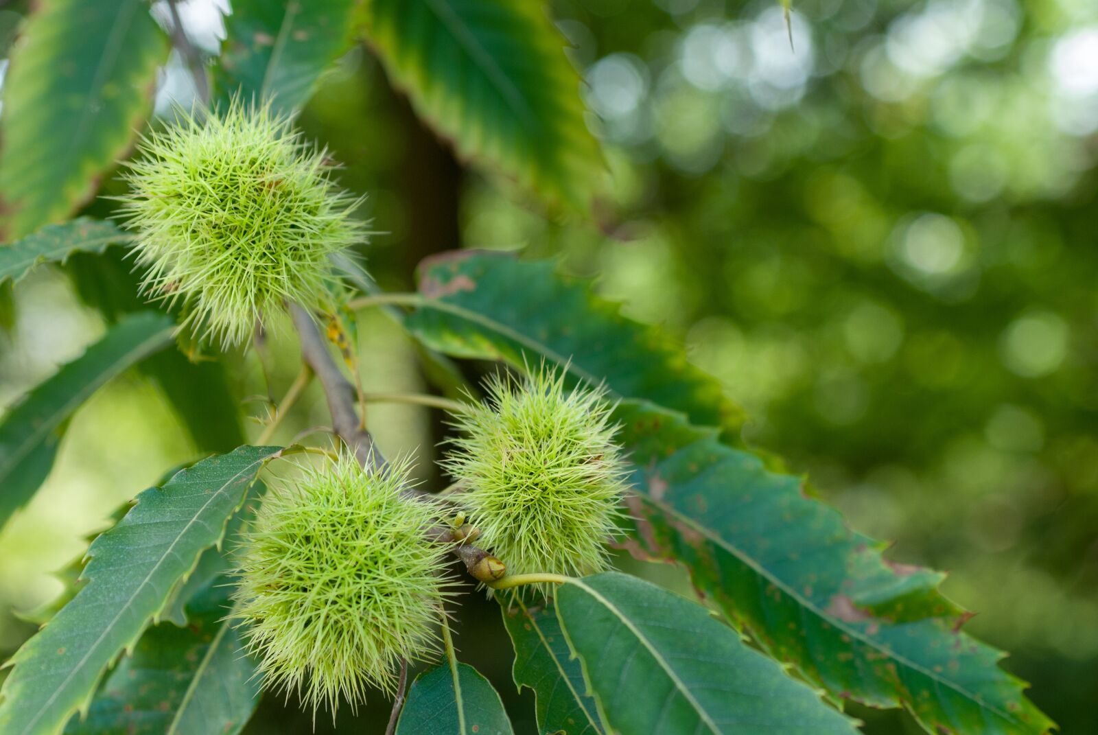 Nikon D80 sample photo. Chestnut, fruit, leaf photography