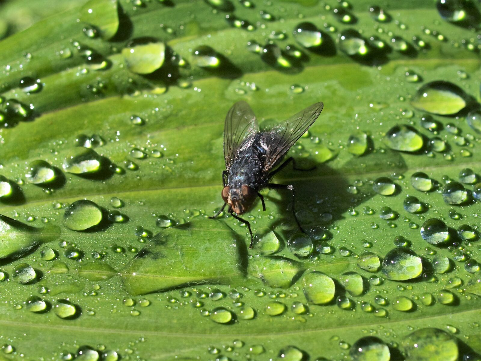 Olympus E-520 (EVOLT E-520) sample photo. Insect, nature, fly photography