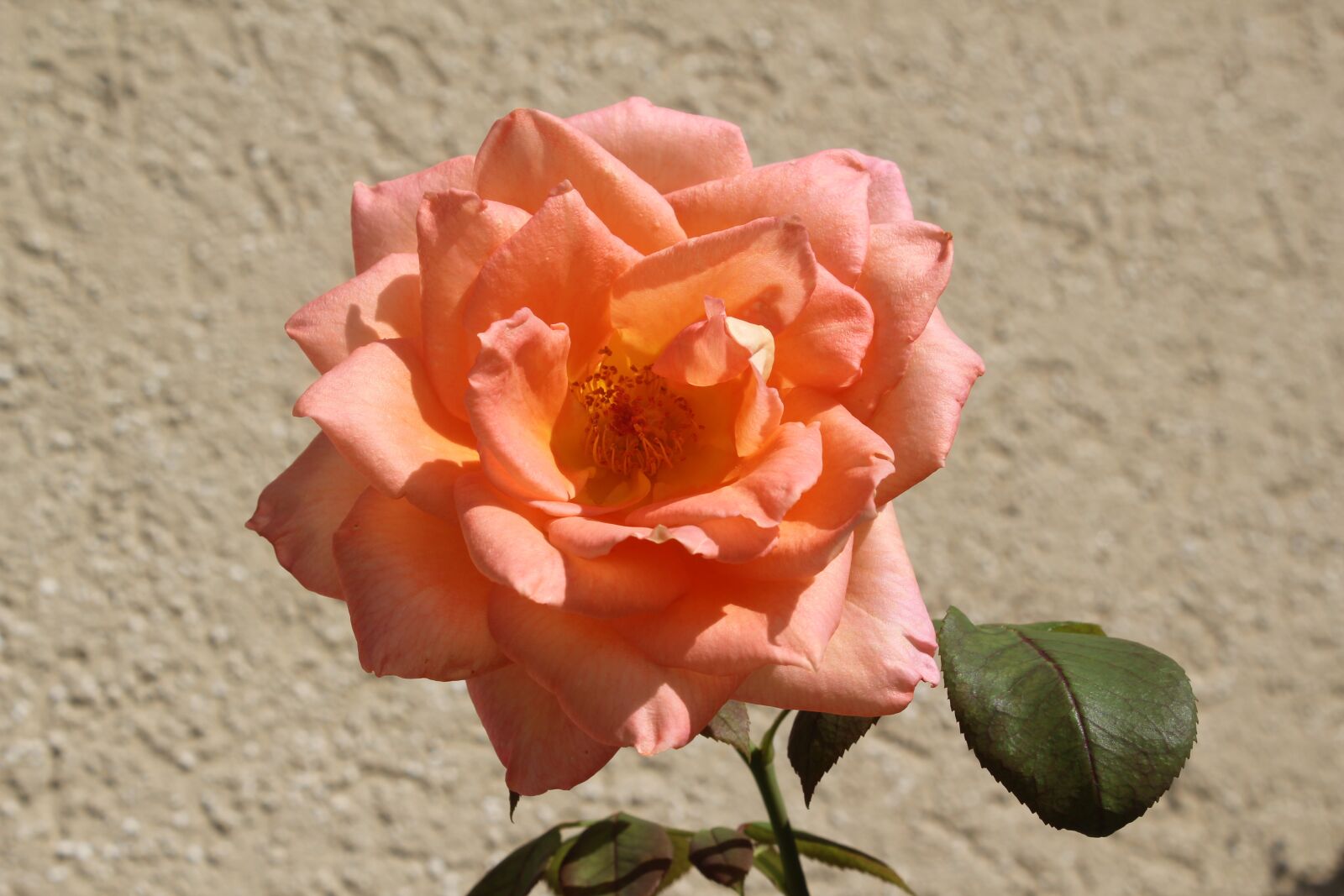 Canon EOS 550D (EOS Rebel T2i / EOS Kiss X4) sample photo. Rose, flower, pink rose photography