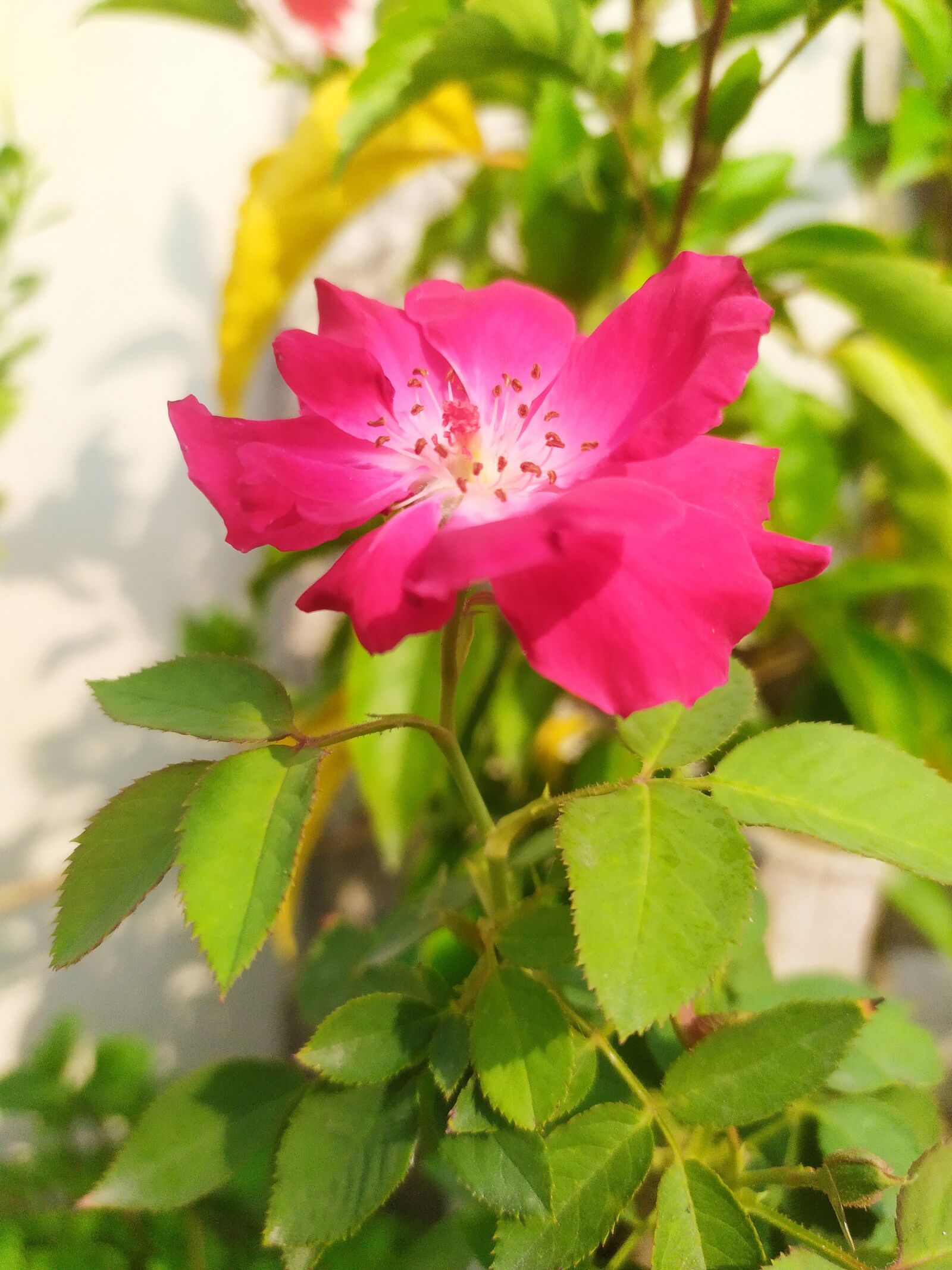 Xiaomi Redmi Note 7S sample photo. Flower, petals, leaves photography