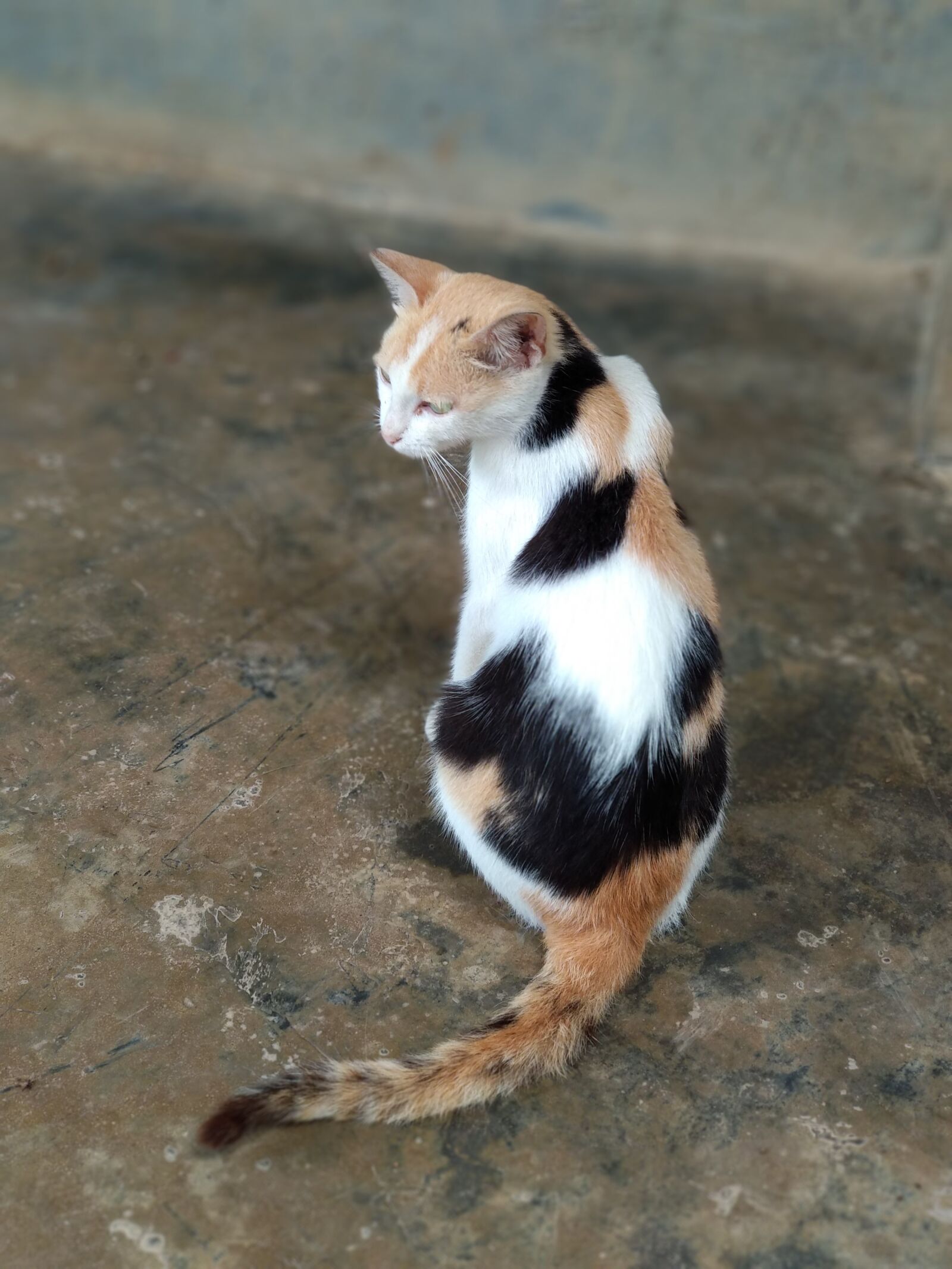 Xiaomi Mi A1 sample photo. Cat, pussycat, feline photography
