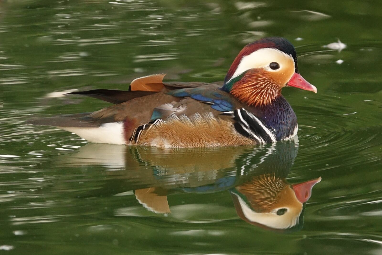 Sony Cyber-shot DSC-RX10 III sample photo. Water, drake, nature photography