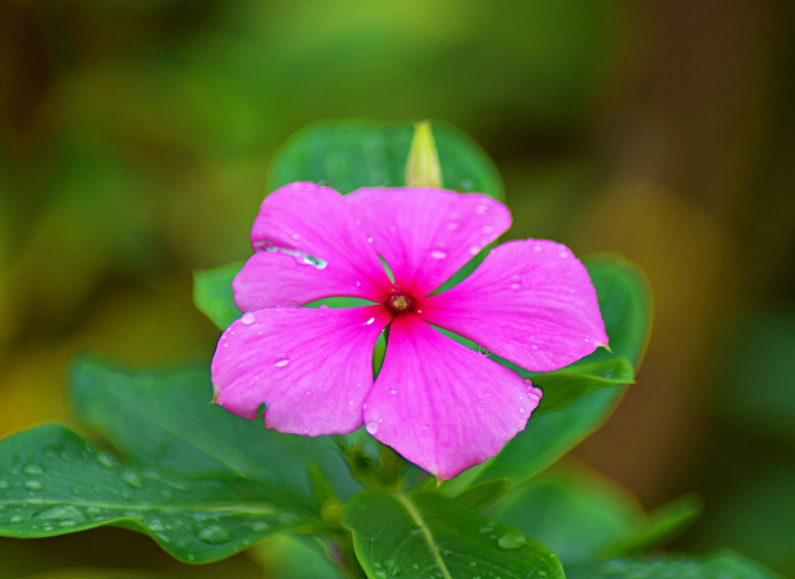 Nikon D7500 sample photo. Flower, wet, drip photography