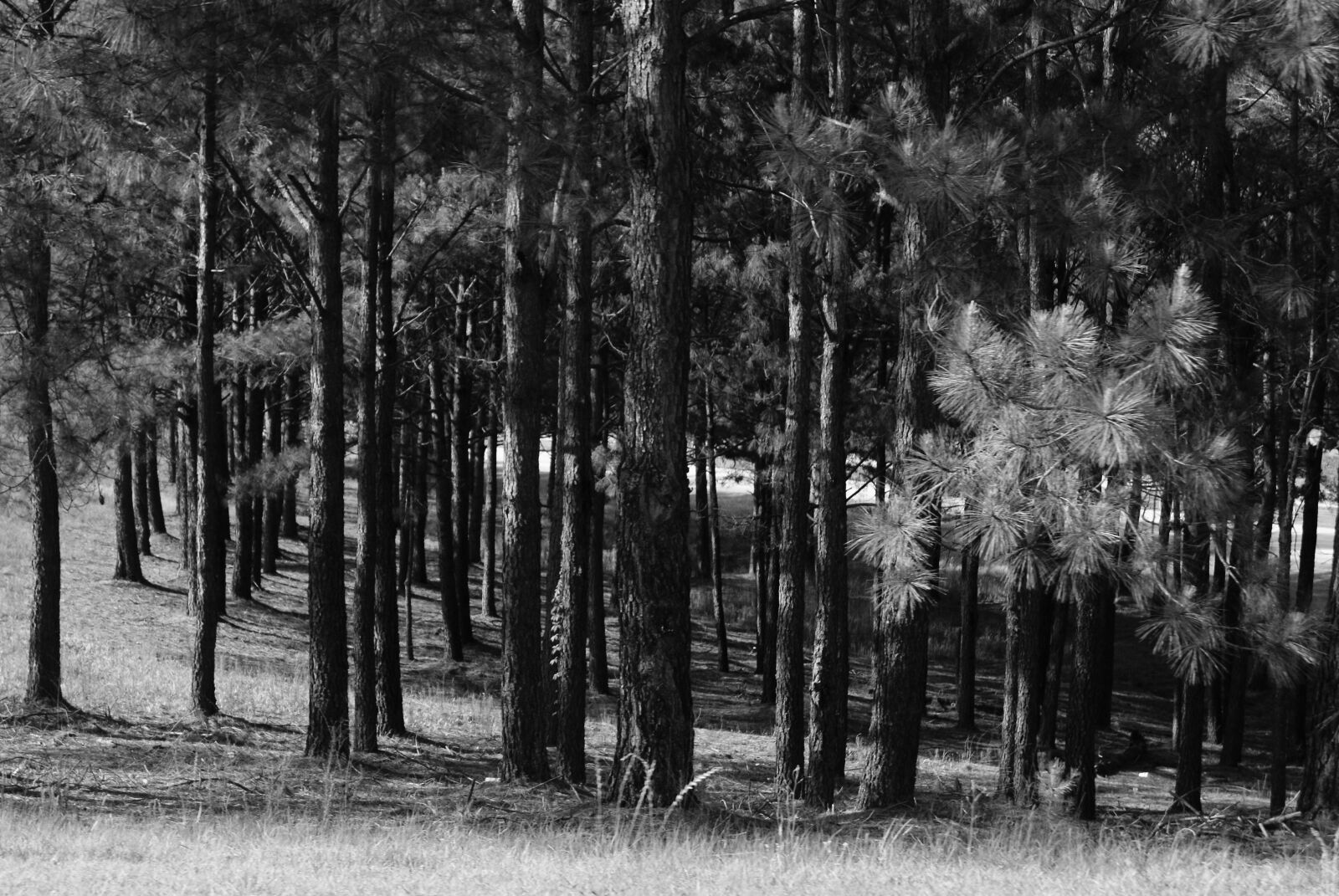 Sony DT 18-55mm F3.5-5.6 SAM sample photo. Dark, trees photography
