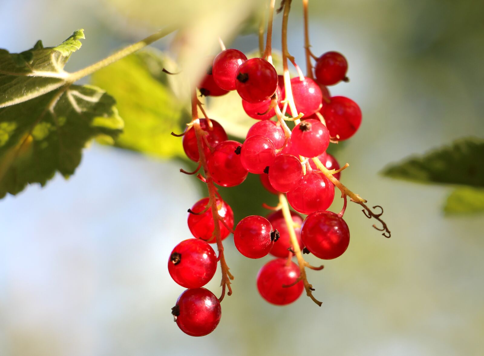 Canon EOS 650D (EOS Rebel T4i / EOS Kiss X6i) sample photo. Currants, plant, fruit photography