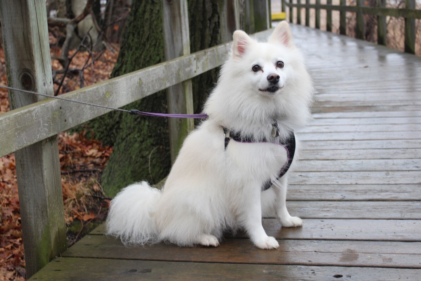 Canon EOS 700D (EOS Rebel T5i / EOS Kiss X7i) sample photo. Dog, american eskimo, animals photography