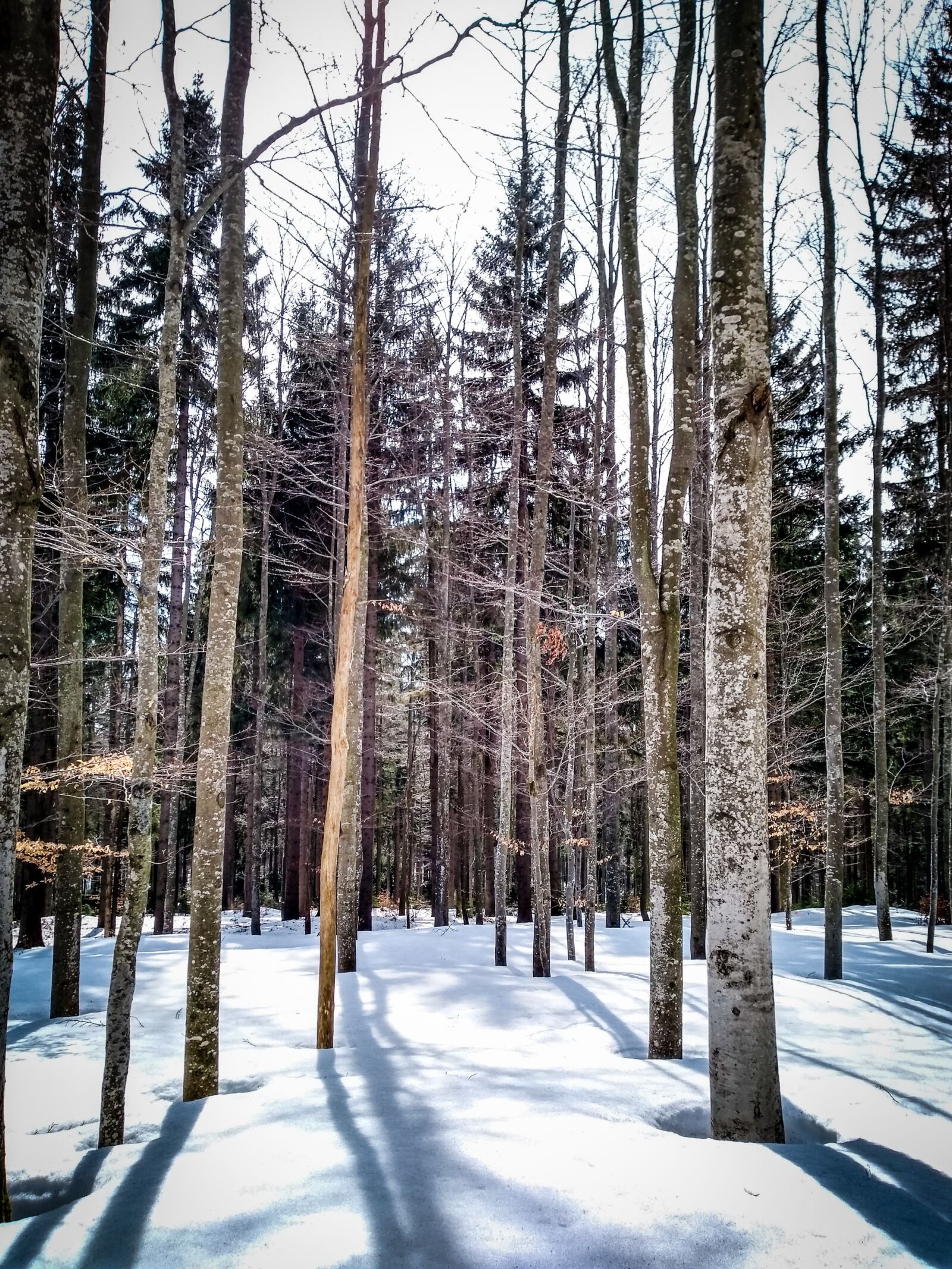 Motorola Moto G (5S) sample photo. Wood, snow, winter photography
