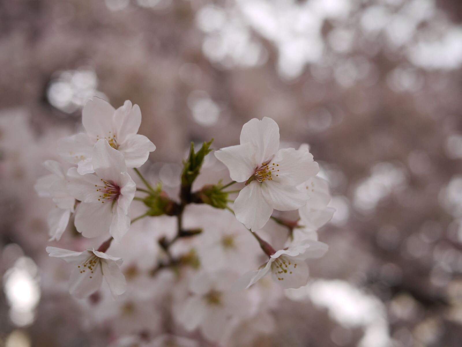 Panasonic Lumix DMC-GF1 sample photo. Sakura, japan, spring photography