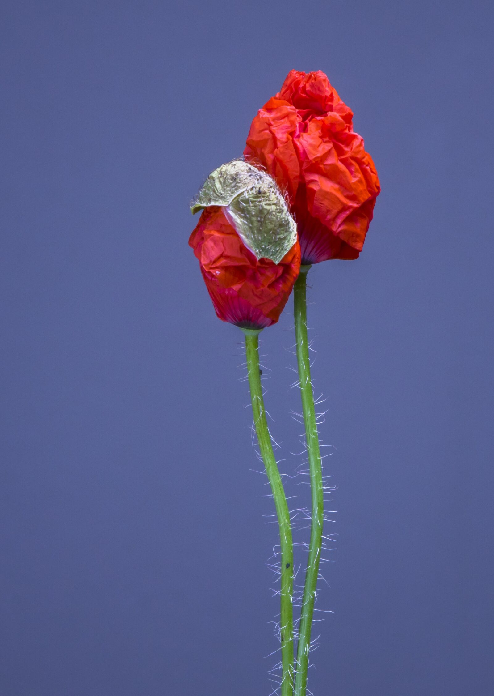24-200mm F2.8 sample photo. Poppy, poppy flower, blossom photography