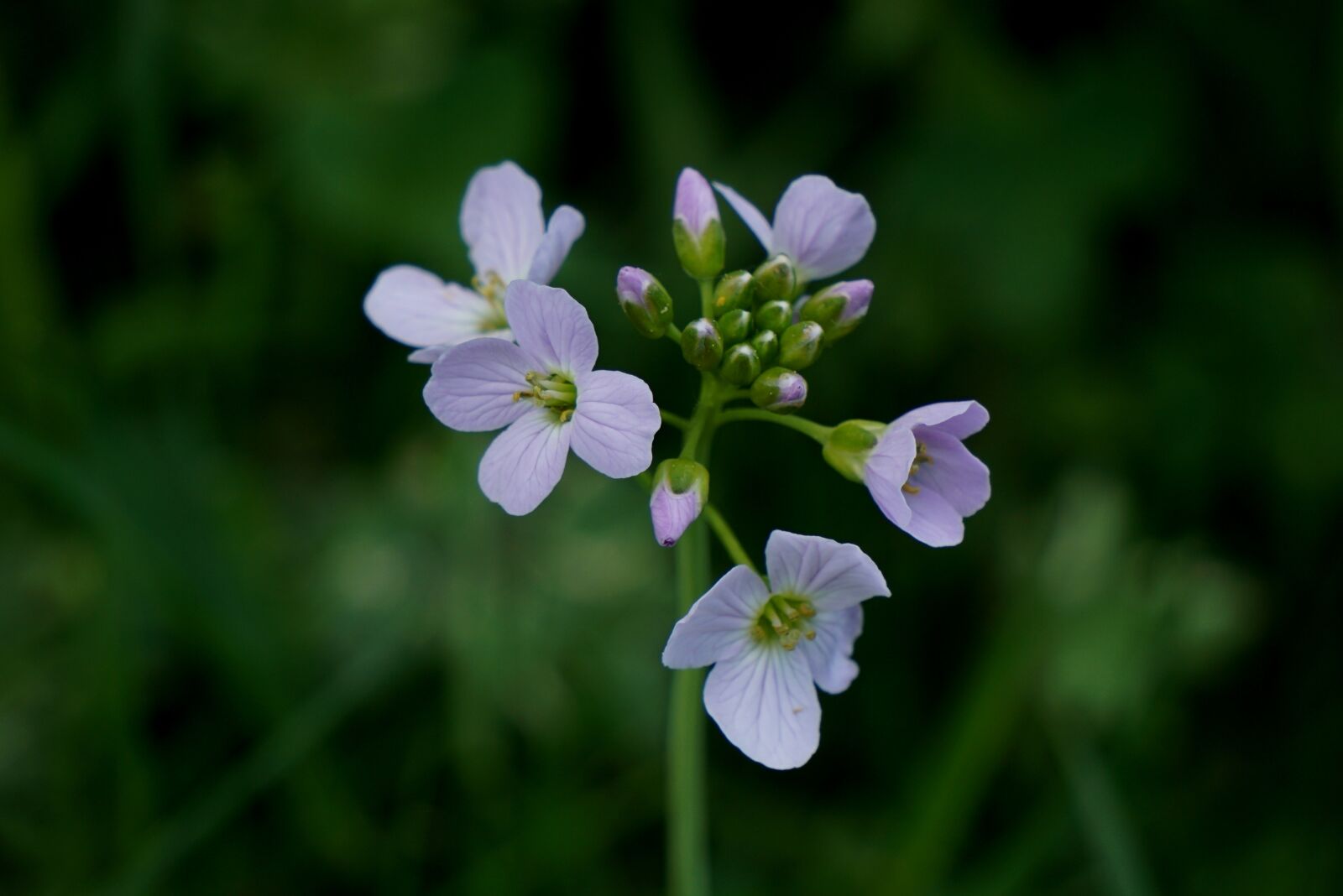 Sony a6000 sample photo. Nature, flower, plant photography