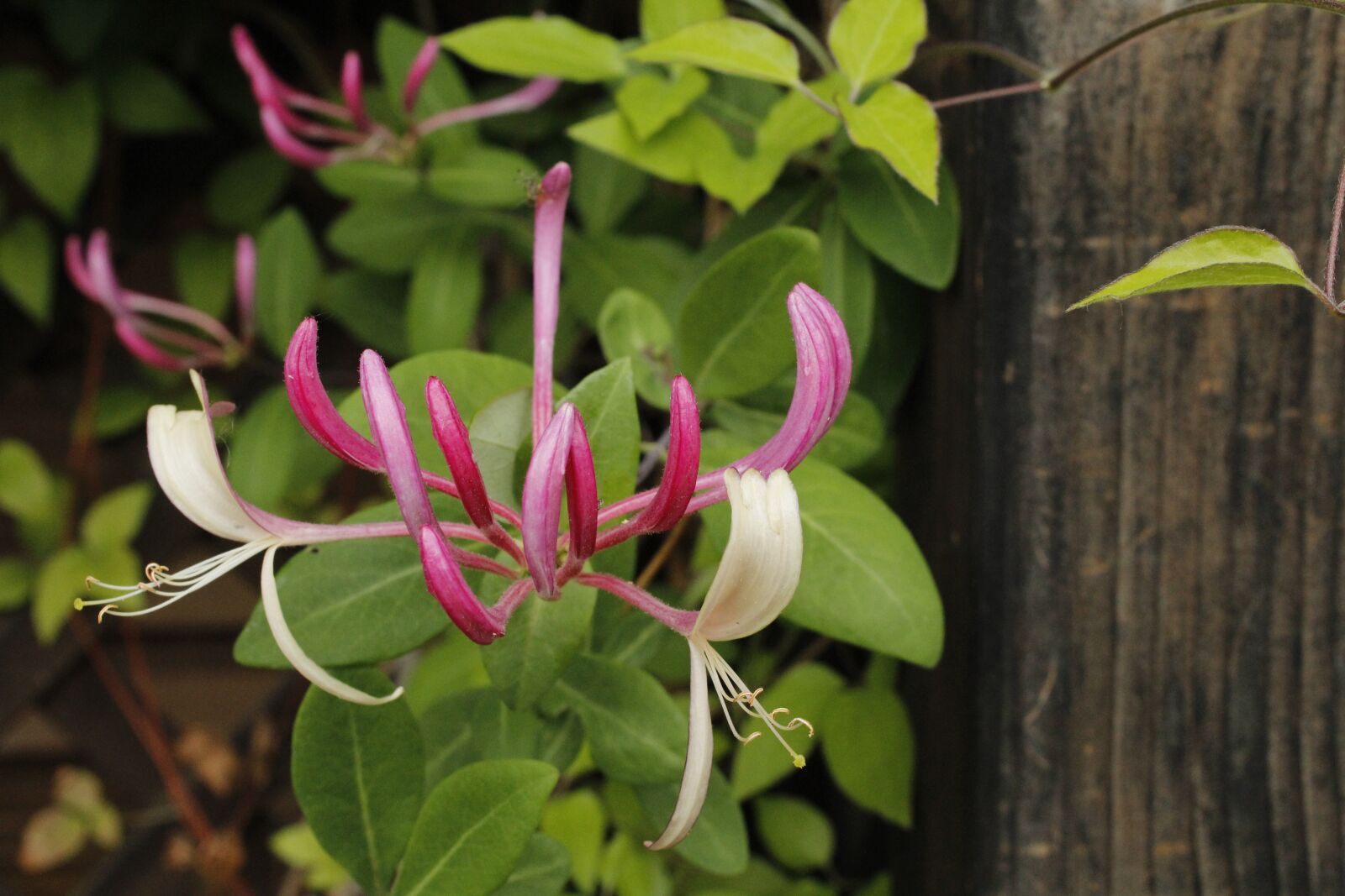 Canon EOS 1200D (EOS Rebel T5 / EOS Kiss X70 / EOS Hi) sample photo. Jericho honeysuckle, flower, garden photography