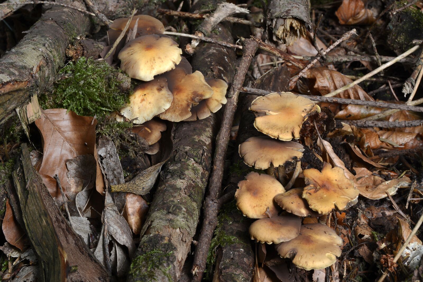 Nikon D7100 sample photo. Mushroom, kuhröhrling, autumn photography