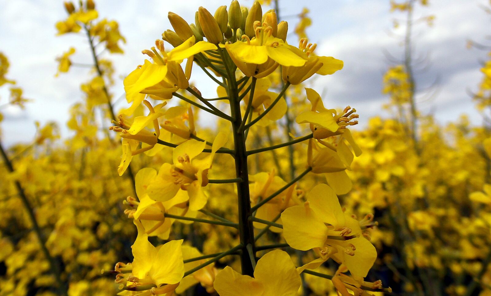 MEDION MD86824 sample photo. Plant, oilseed rape, brassica photography