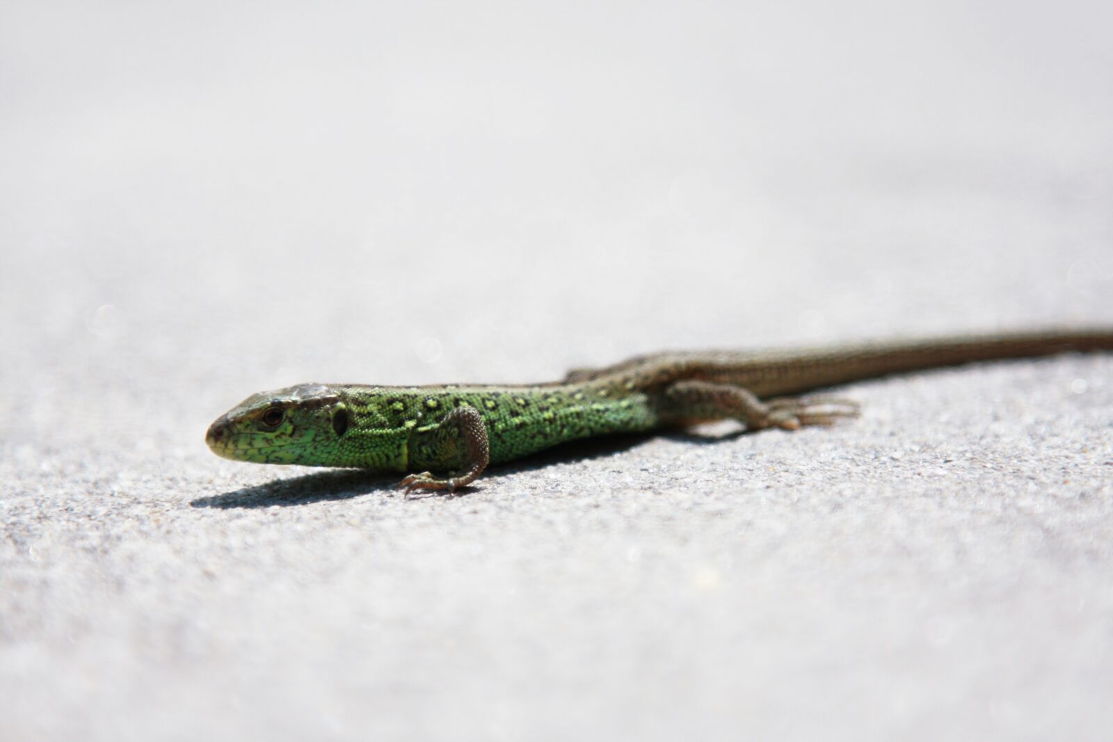 Canon EOS 40D sample photo. Lizard, sand lizard, nature photography