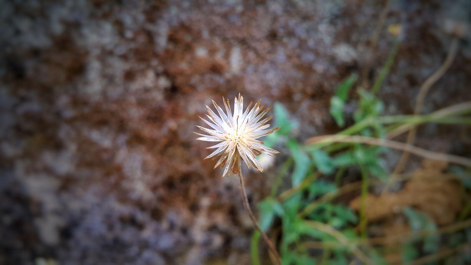 Samsung Galaxy Note4 sample photo. Sri lanka, grass flower photography