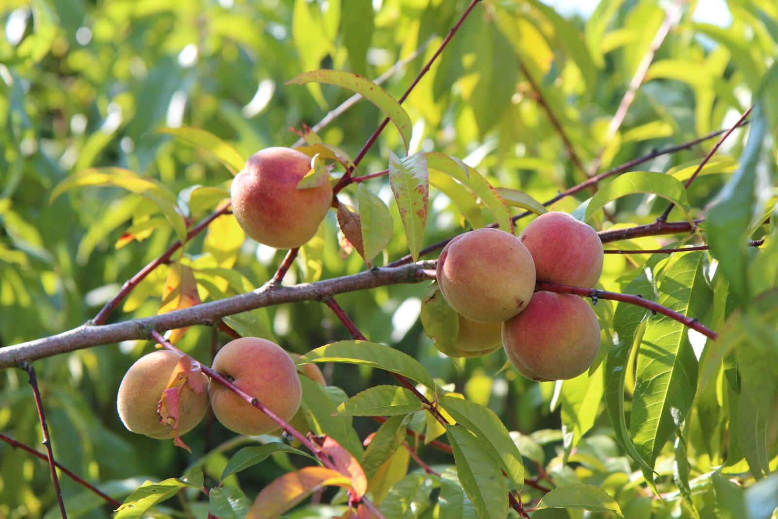 Canon EOS 600D (Rebel EOS T3i / EOS Kiss X5) sample photo. Fishing, fish, fruit tree photography