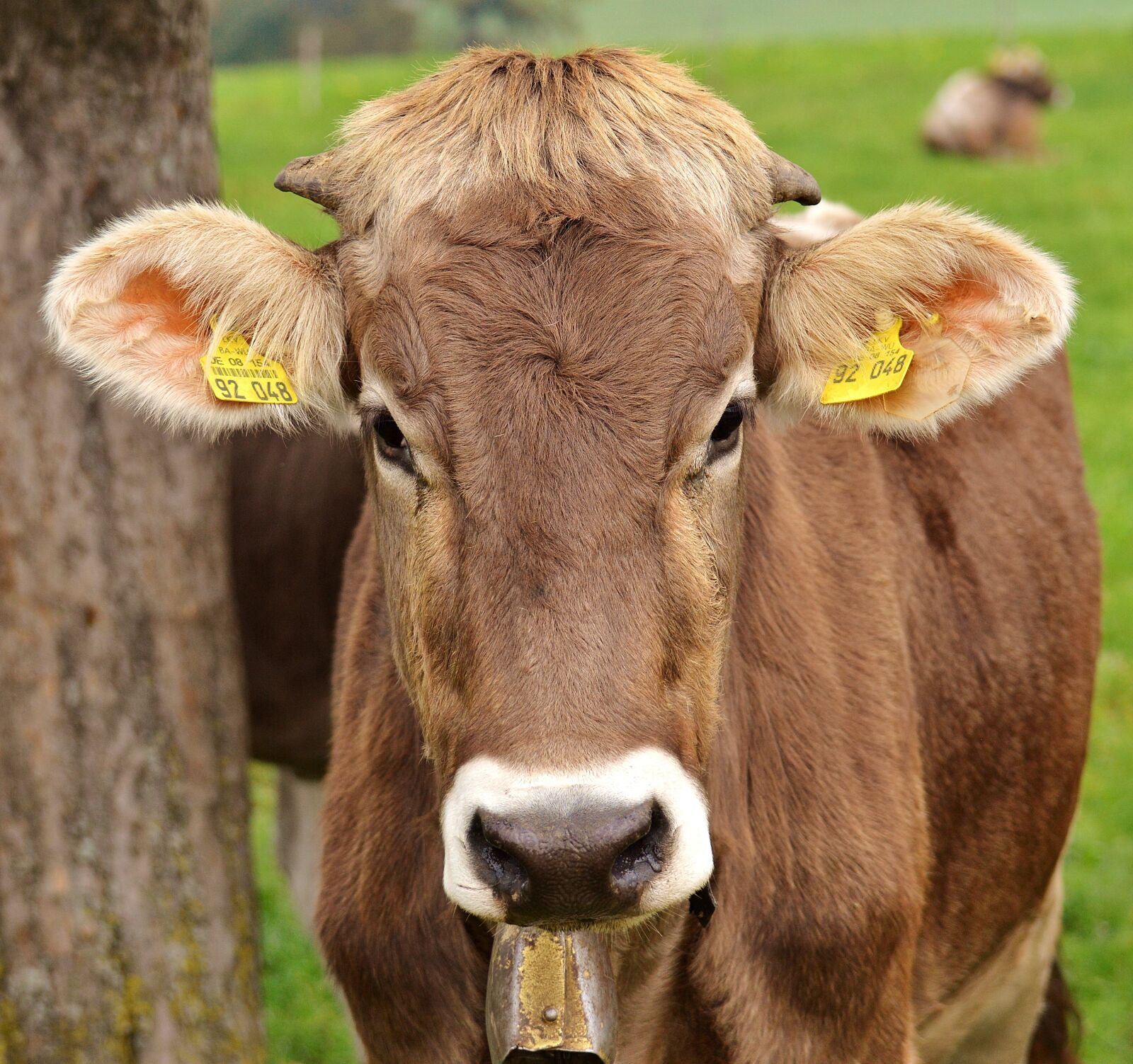 Nikon D3200 sample photo. Cow, allgäu, cows photography