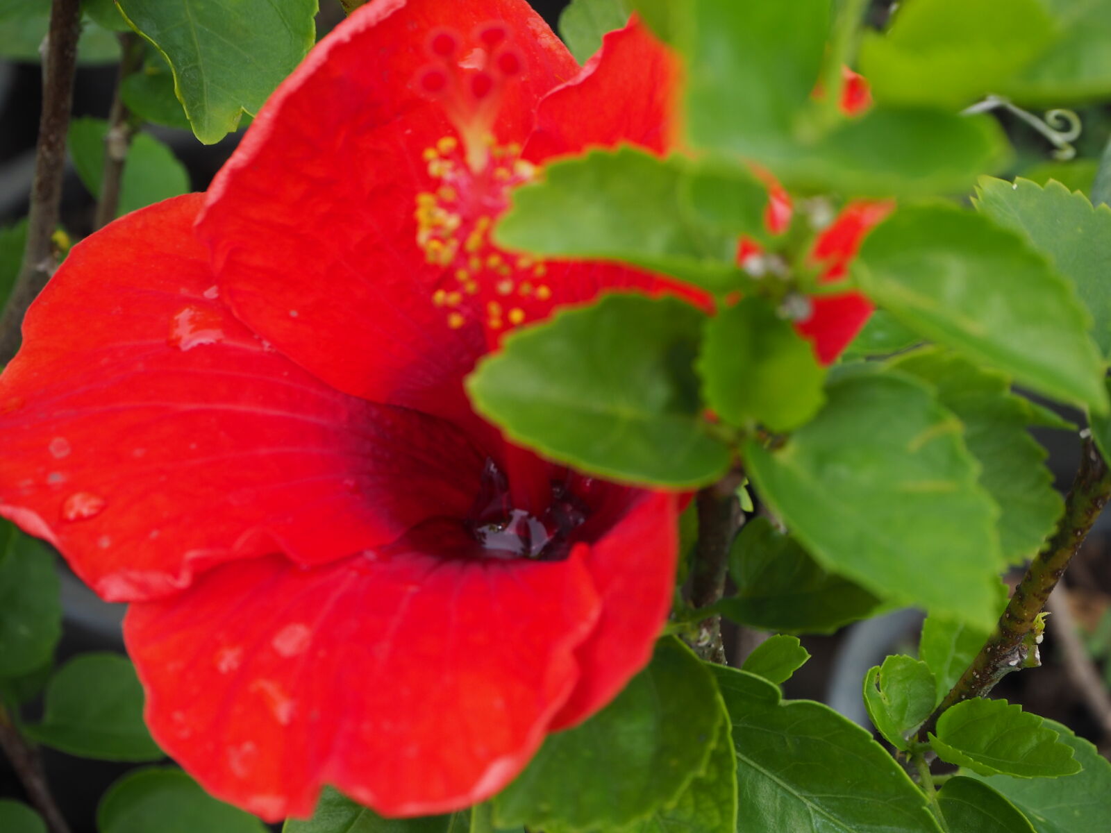 Olympus OM-D E-M10 II sample photo