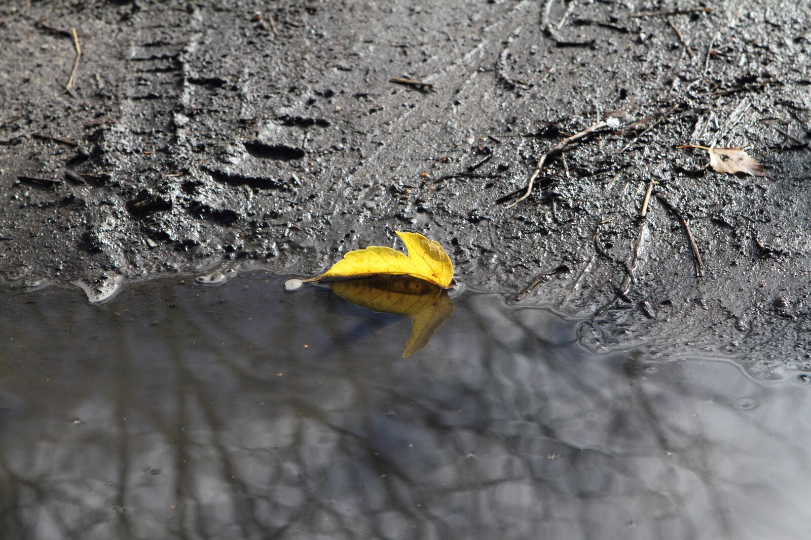 Canon EOS 7D sample photo. Autumn, puddle, leaves photography
