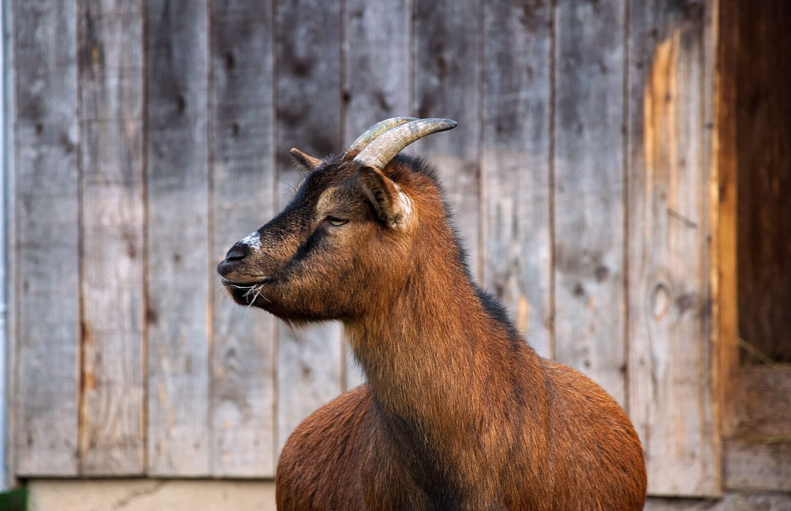 Nikon D3300 sample photo. Goat, head, billy goat photography
