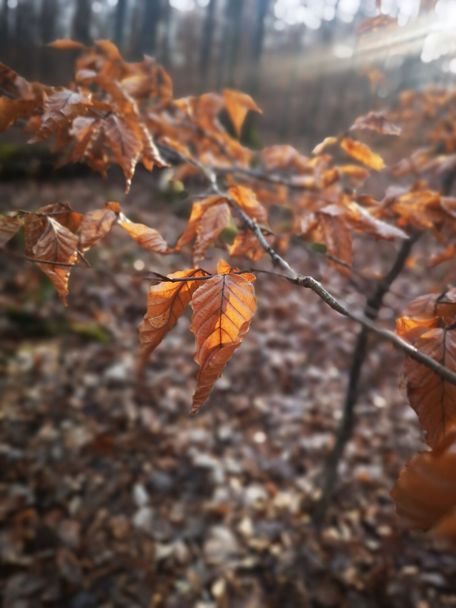 HUAWEI CLT-L29 sample photo. Leaves, forest, autumn photography