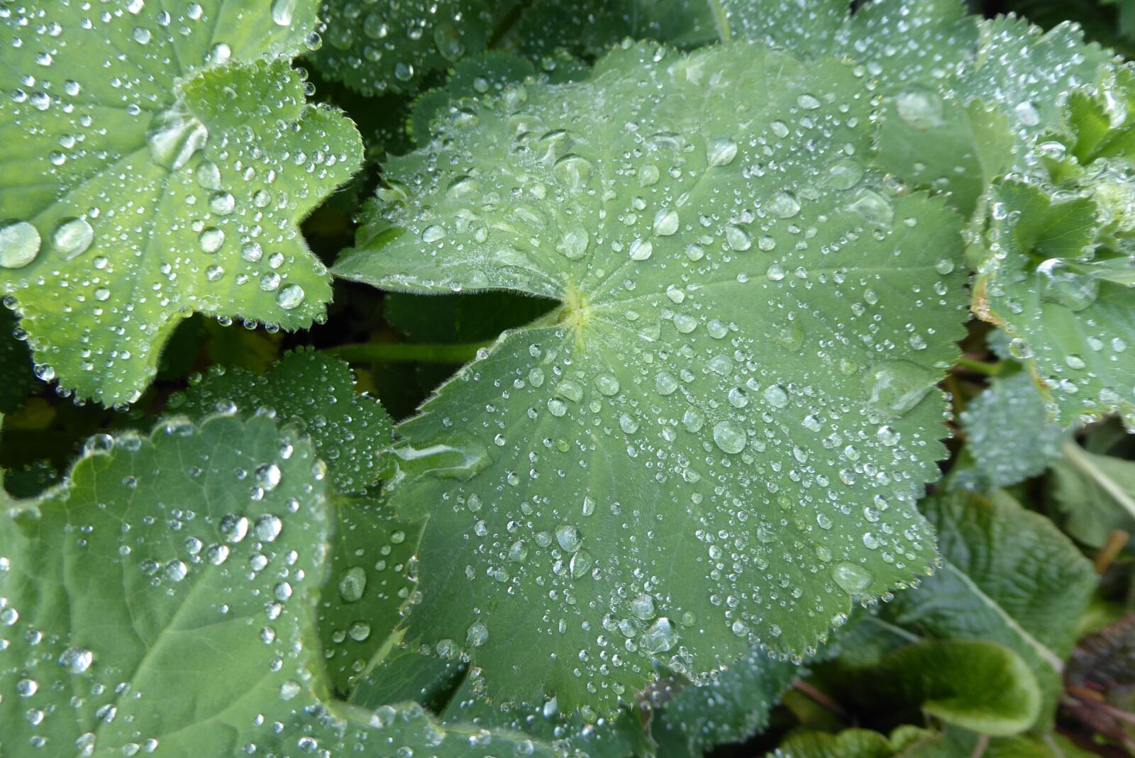 Panasonic DMC-TZ71 sample photo. Leaf, green, dew photography