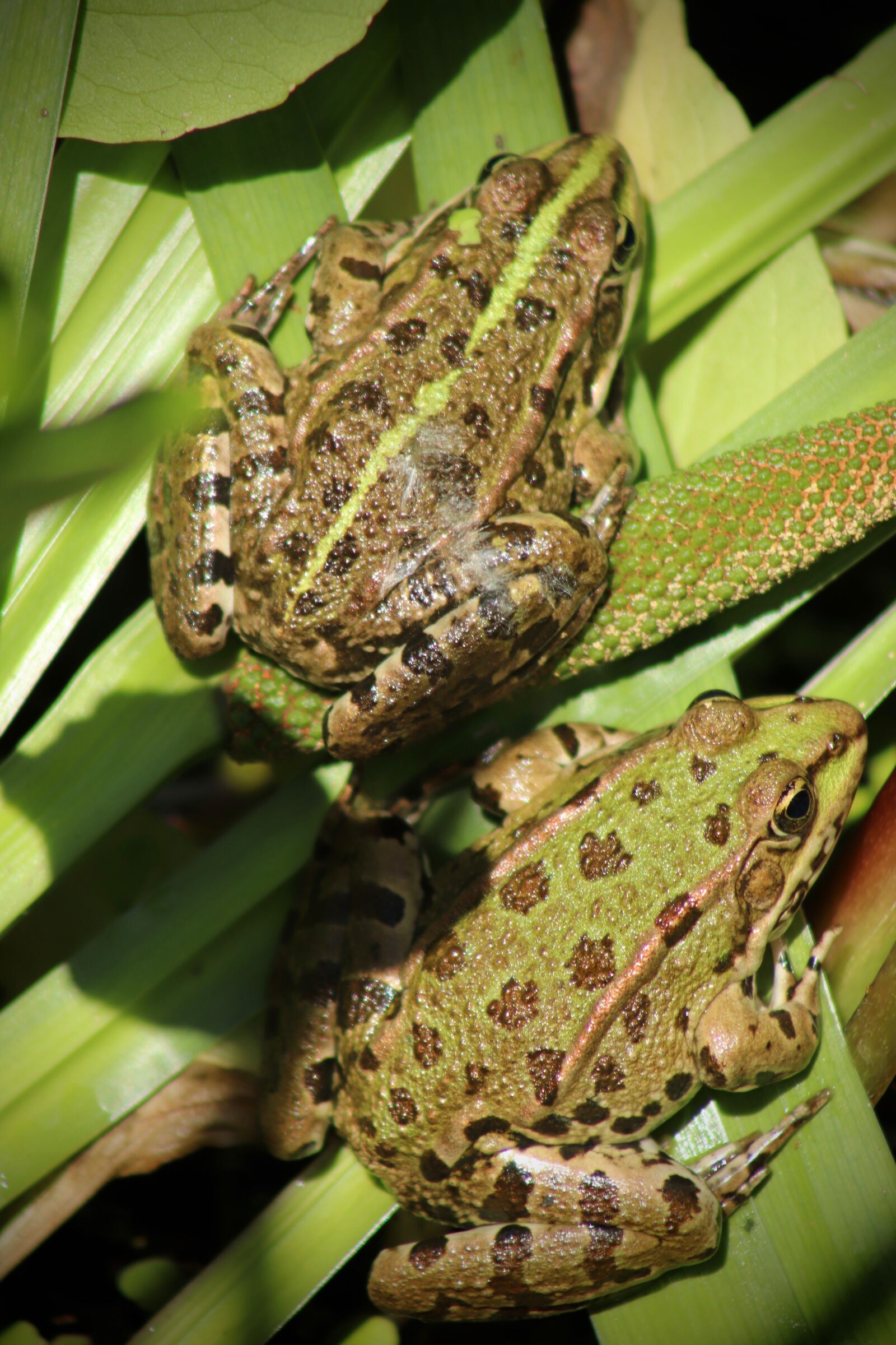 Canon EOS 800D (EOS Rebel T7i / EOS Kiss X9i) sample photo. Frogs, amphibians, green photography